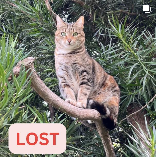 Cat lost Last Seen 130 W Cavaleras Street, Altadena