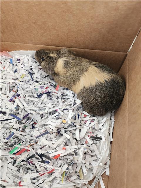 Guinea Pig found