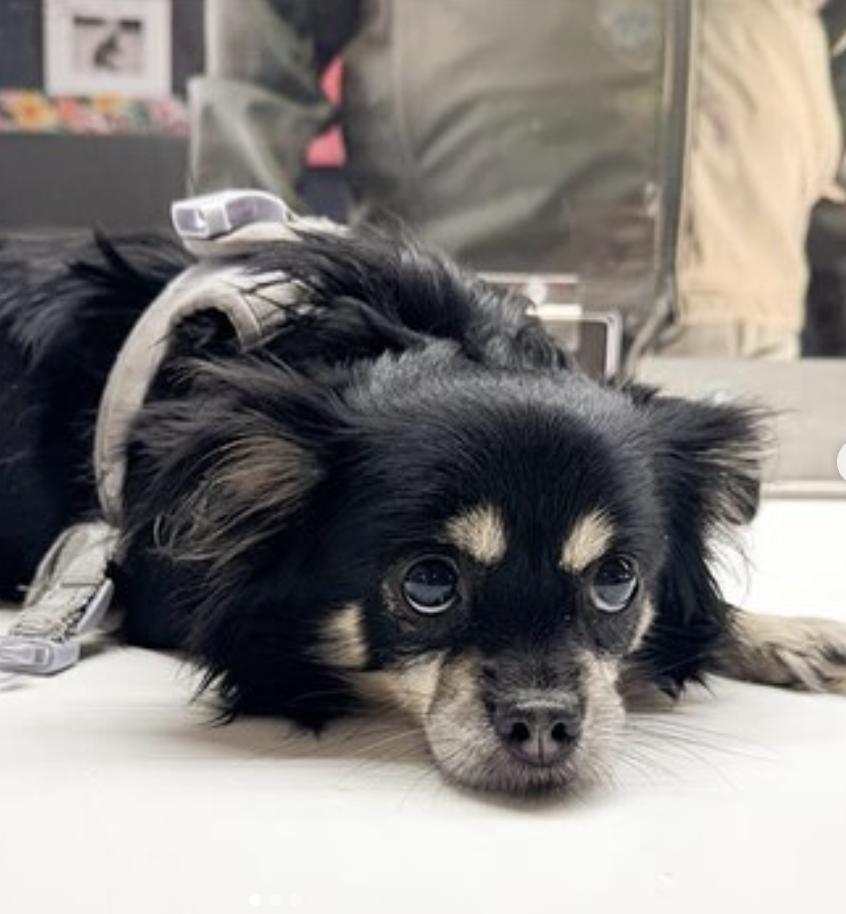 Dog found