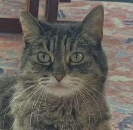 Cat lost 16525 Akron St, Pacific Palisades, CA 90272