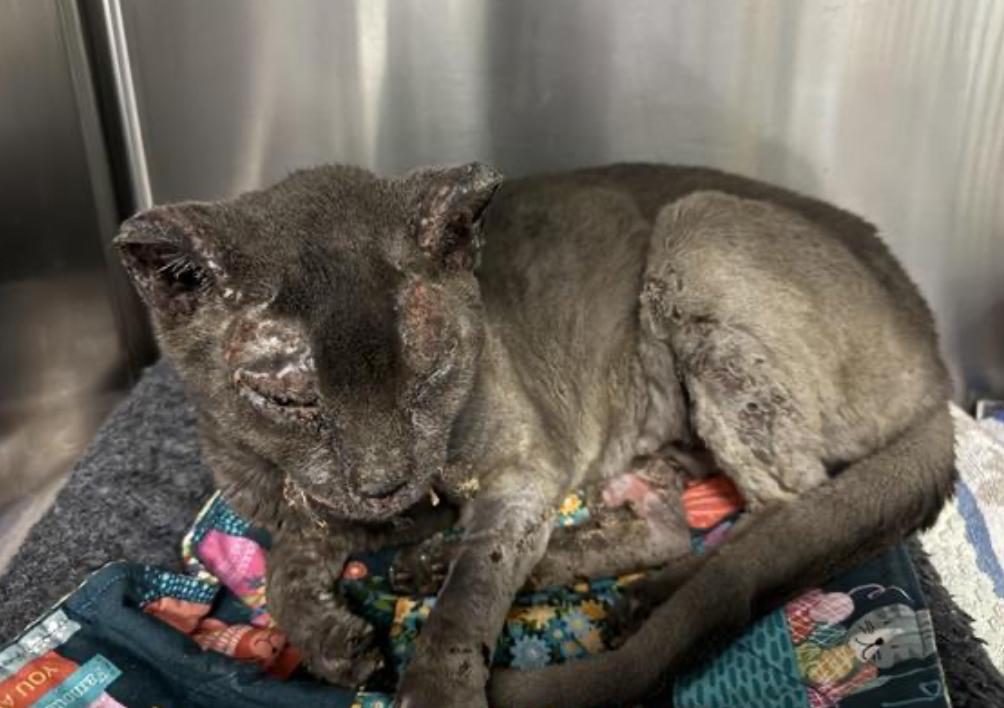 cat found