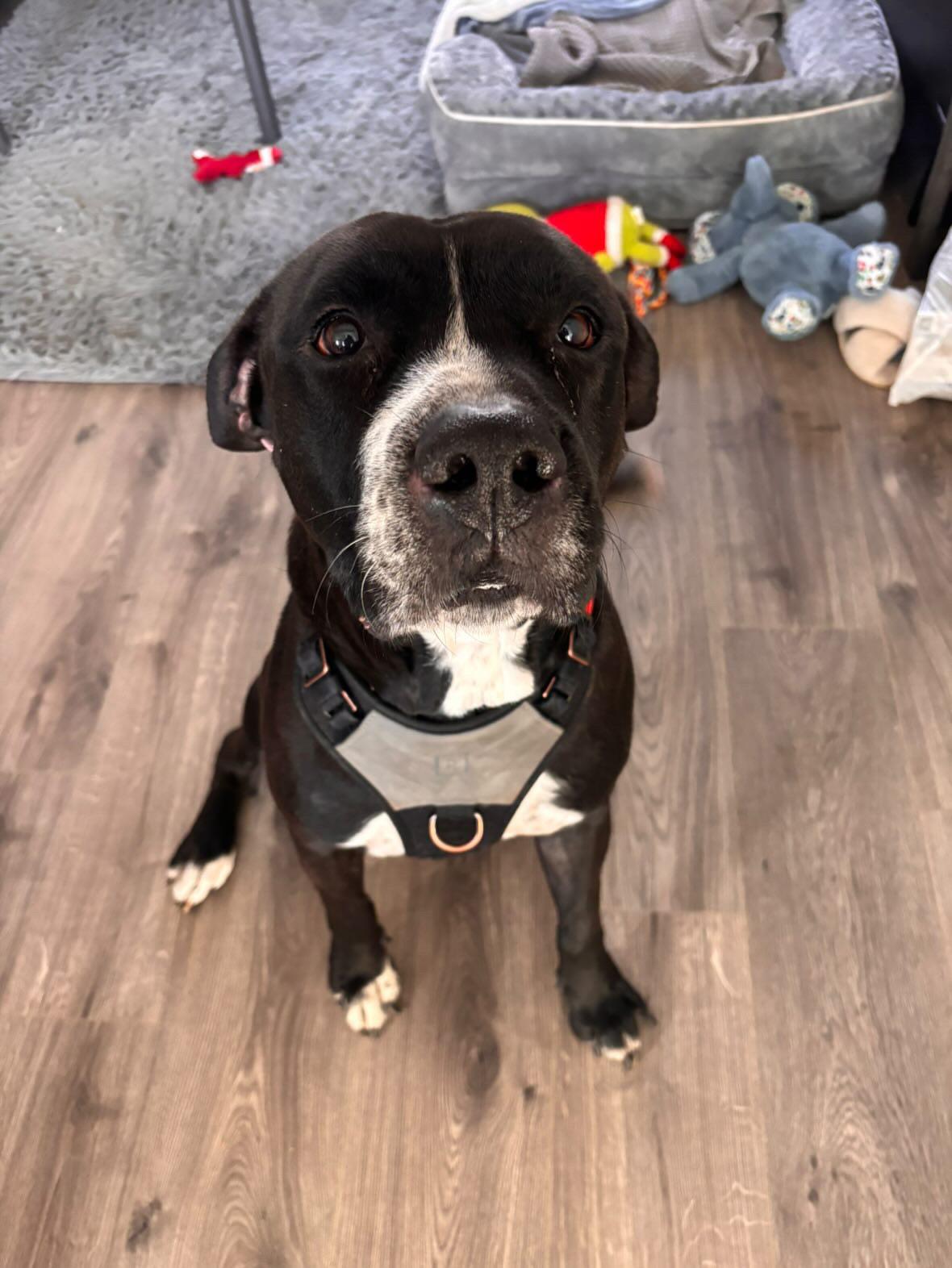 Dog found