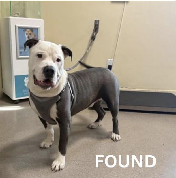 Dog found