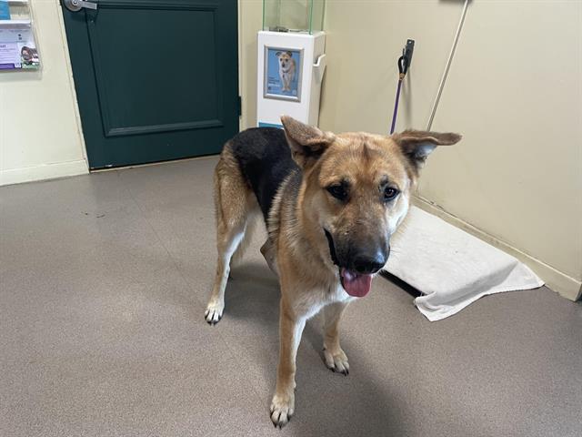 Dog found Pasadena