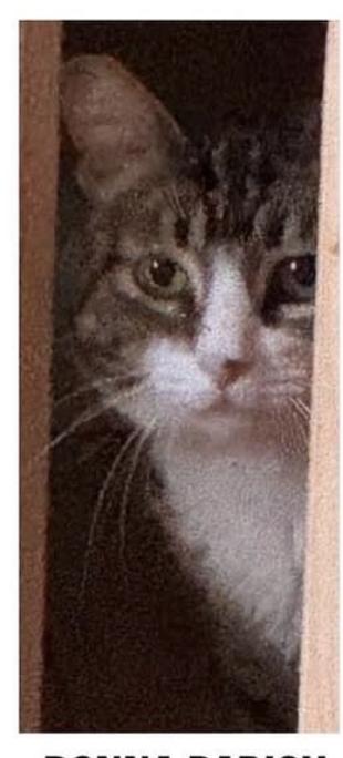 Cat lost 2210 N Crawford Ave, Altadena