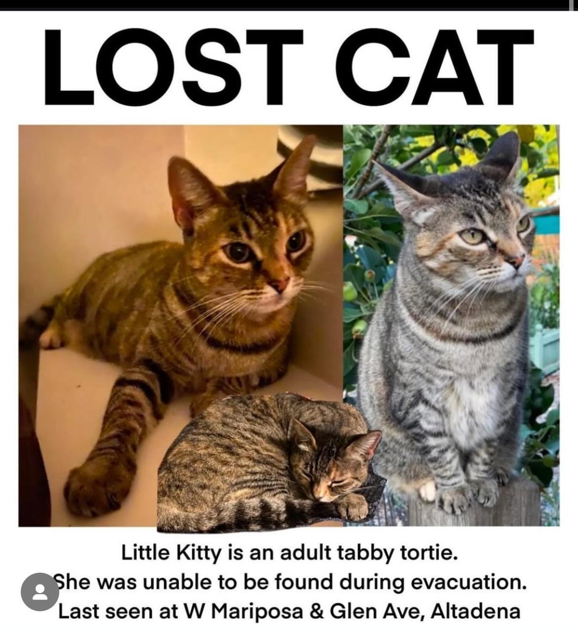 Cat lost W Mariposa / Glen Ave Alta Dena