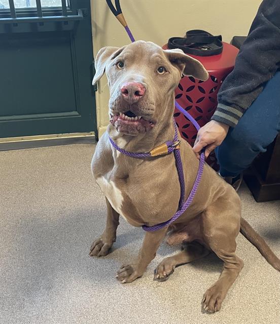 Dog found Pasadena