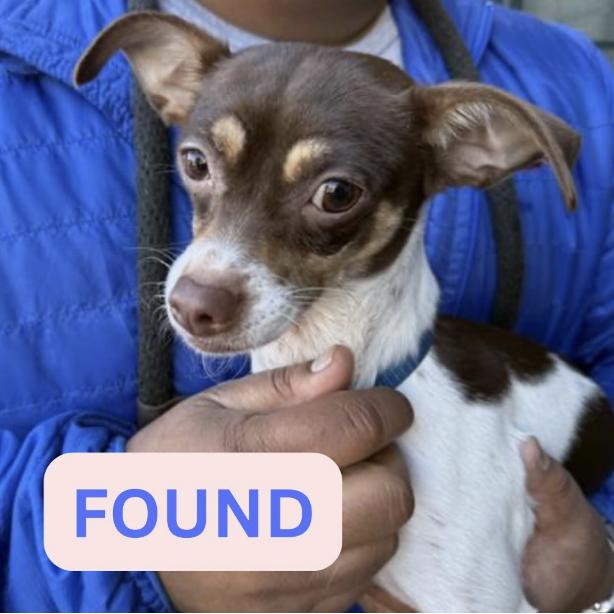 Dog found Wilson Avenue