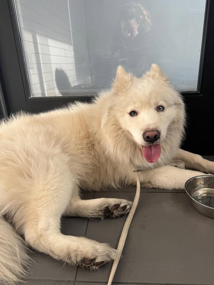 Dog found Found on Wilton & Wilshire