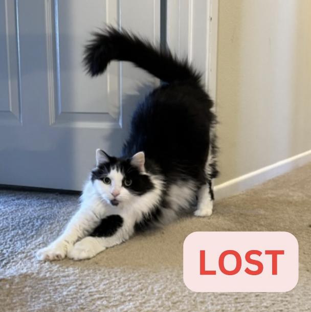 Cat lost 2600 Dove Creek lane