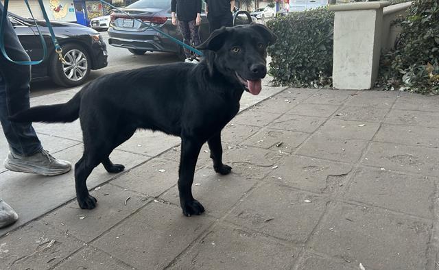 Dog found Pasadena