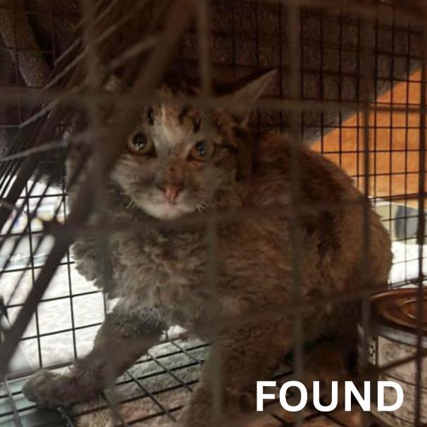 Cat found