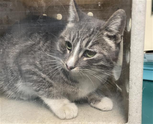 Cat found Pasadena