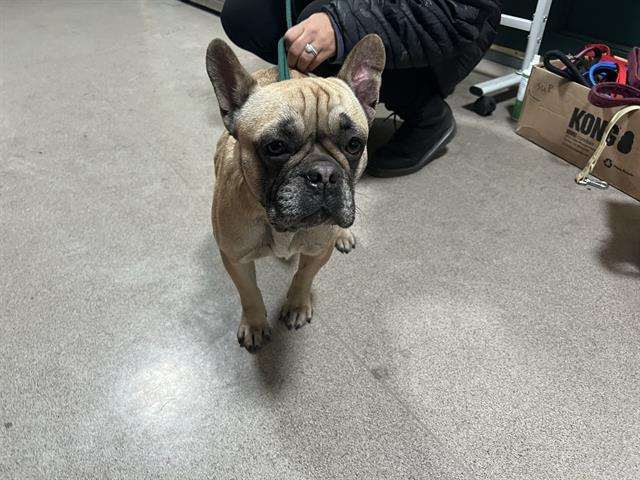 Dog found Pasadena