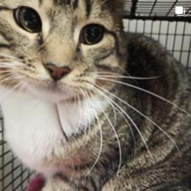 Cat found