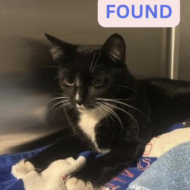 Cat found