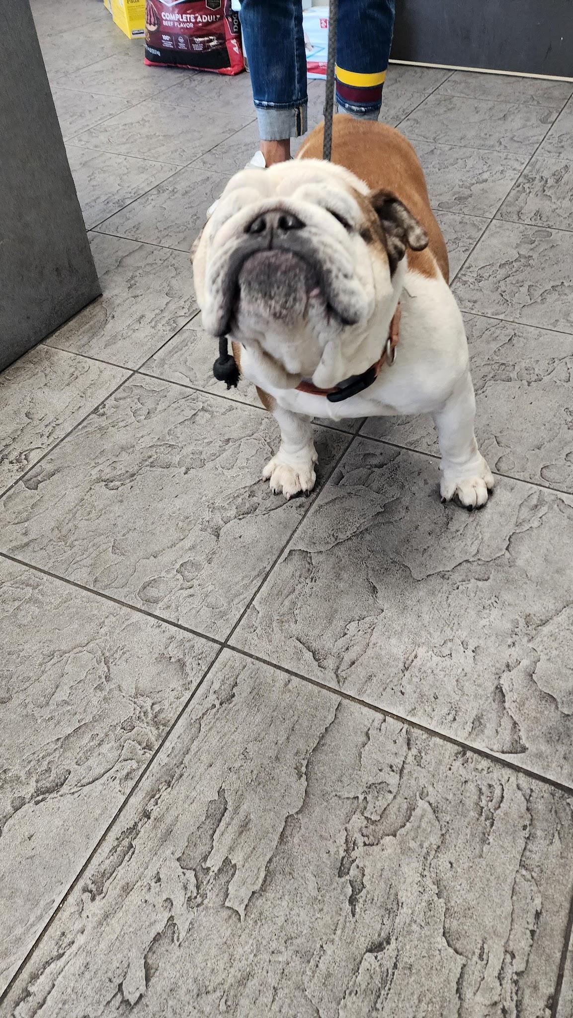 Dog found