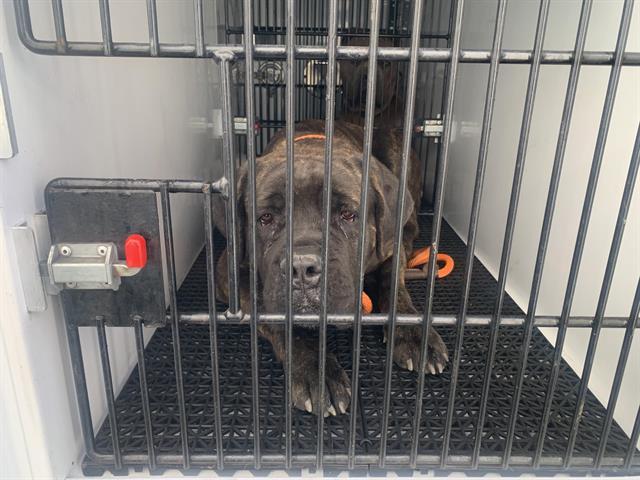 Dog found Pasadena
