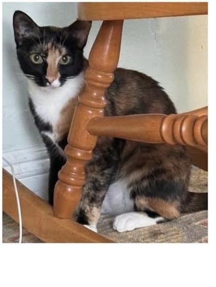 Cat lost 2210 N Crawford Ave, Altadena