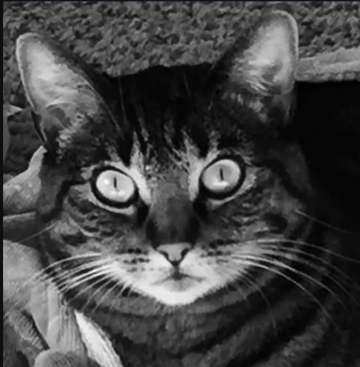 Cat lost Last seen Mendocino and Allen(ish)