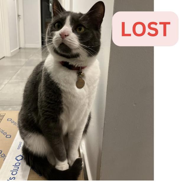 Cat lost Last seen on corner of Altadena Drive and Highview