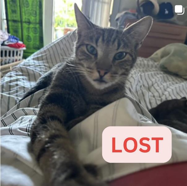 Cat lost Last Seen 68 W Mariposa