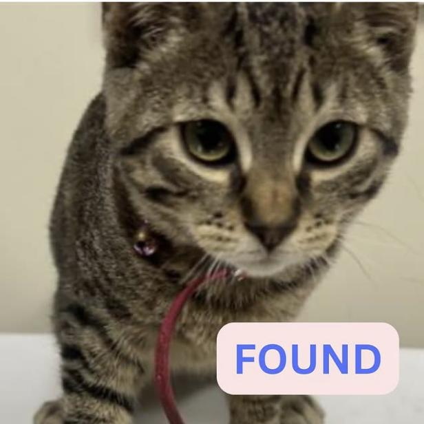 Cat found