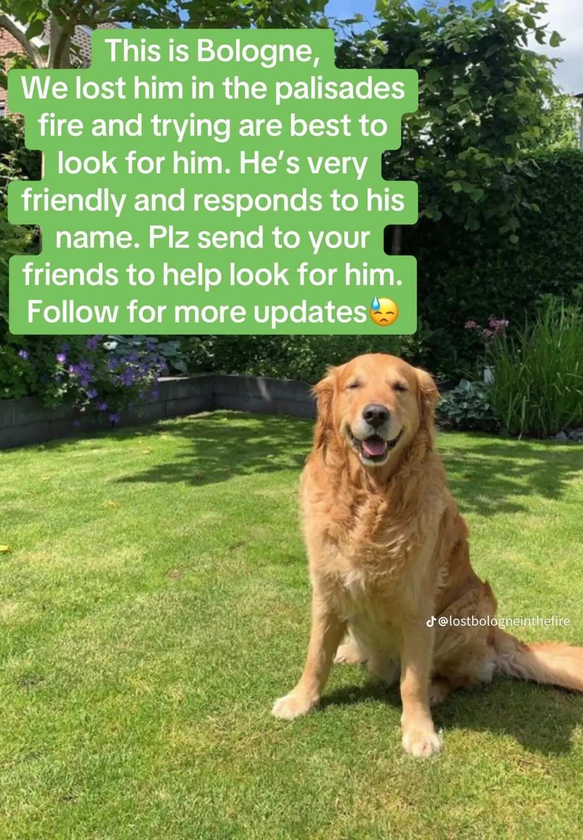Dog lost Palisades