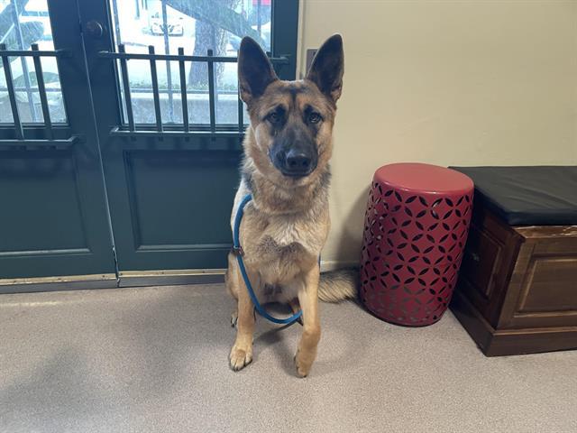 Dog found Pasadena
