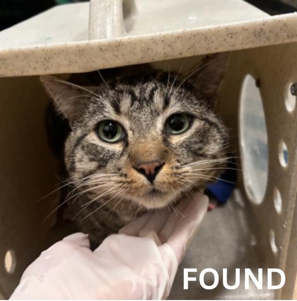 Cat found