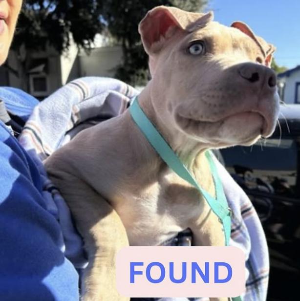Dog found