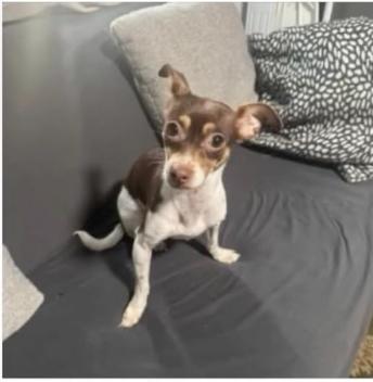 Dog lost Altadena