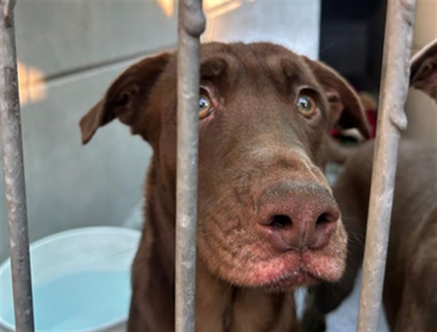 Dog found Pasadena