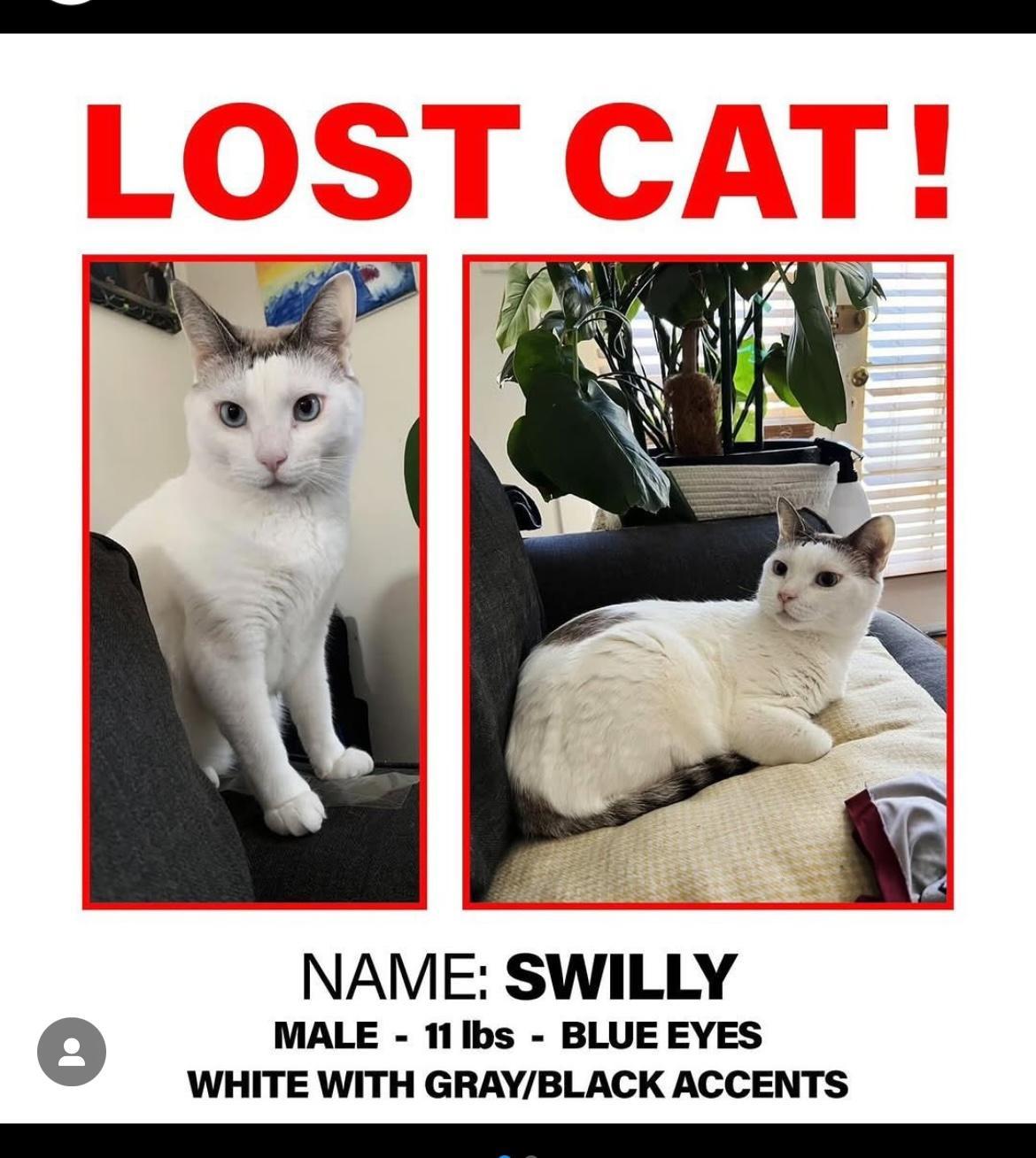 Cat lost