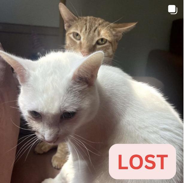 Cat lost 2550 El Molino Ave