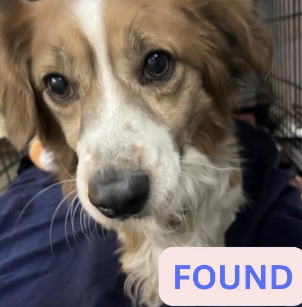 Dog found Not stated