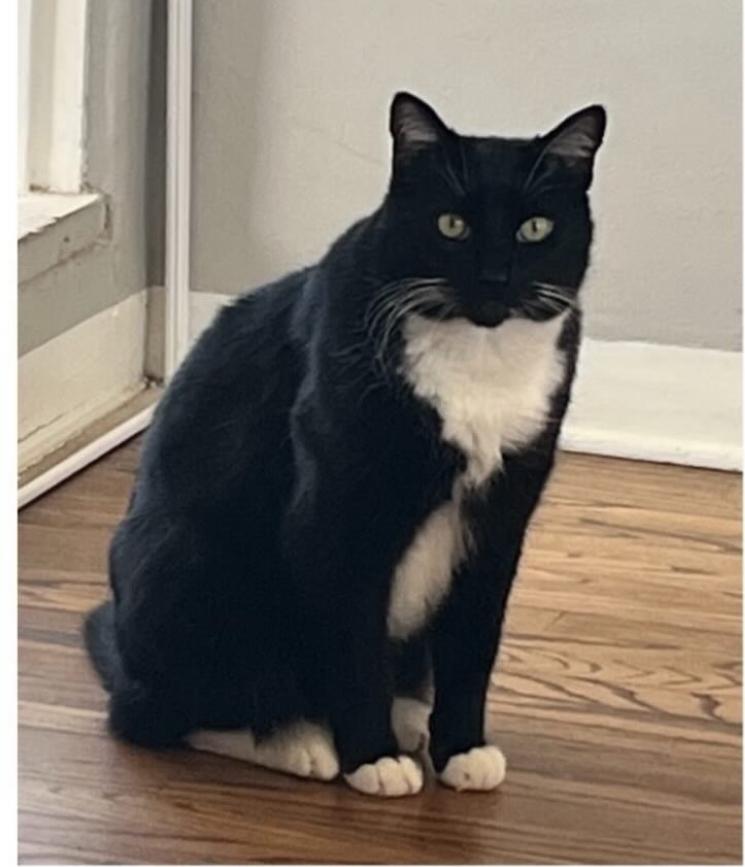 Cat lost Palisades