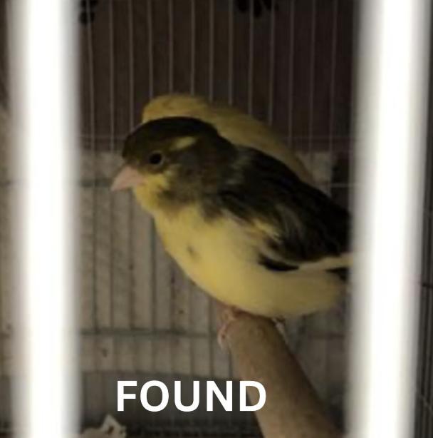 Bird found