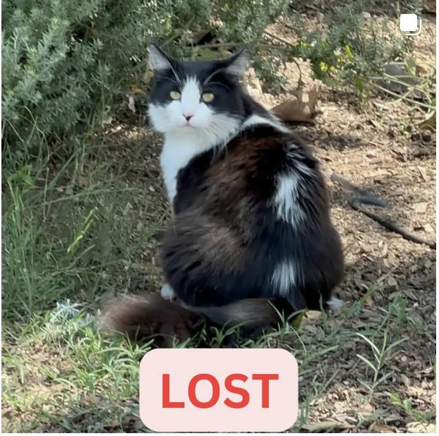 Cat lost last seen at W Poppyfields Dr and Glenrose