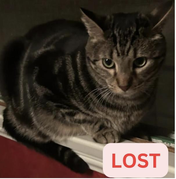 Cat lost Last Seen: Banning way in San marino