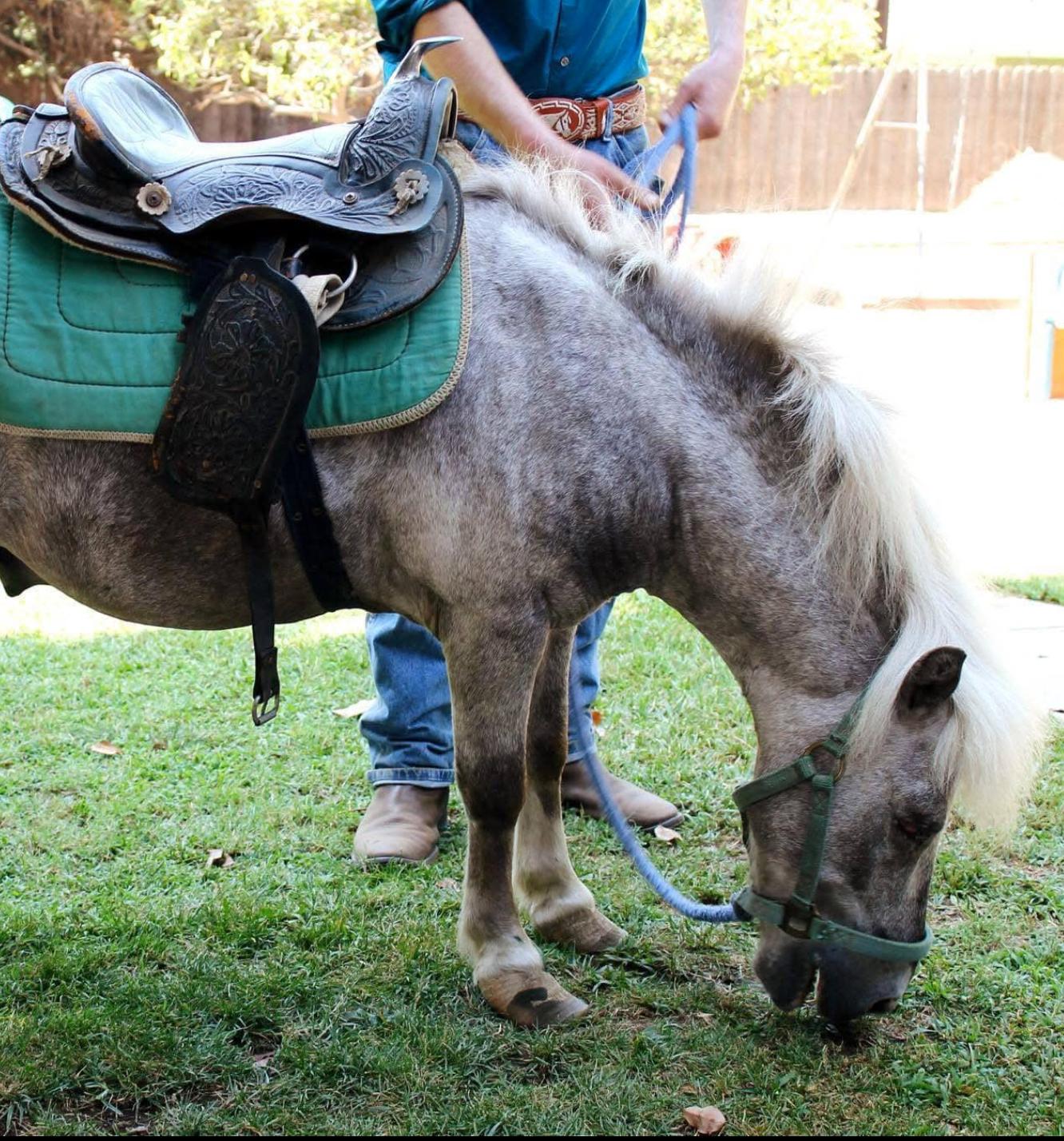 Horse/Pony lost 2821 Santa Rosa Avenue, Altadena