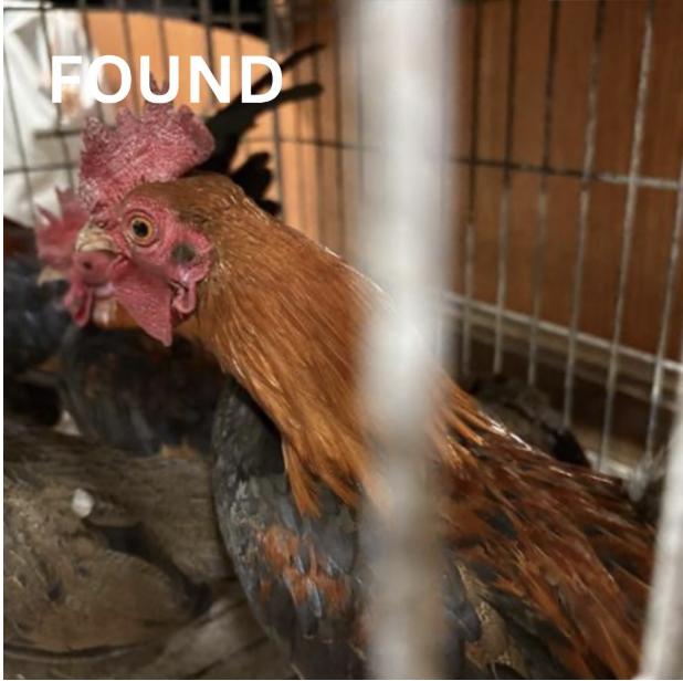 Chicken  found