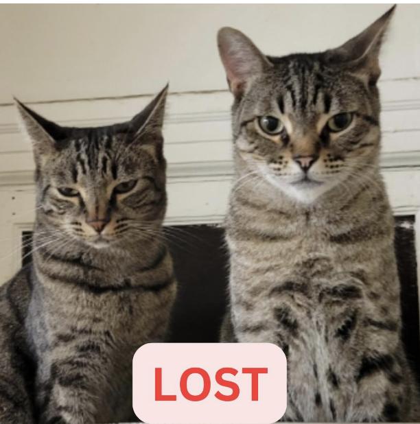 Cat lost Last Seen : Fair Oaks and Altadena DR