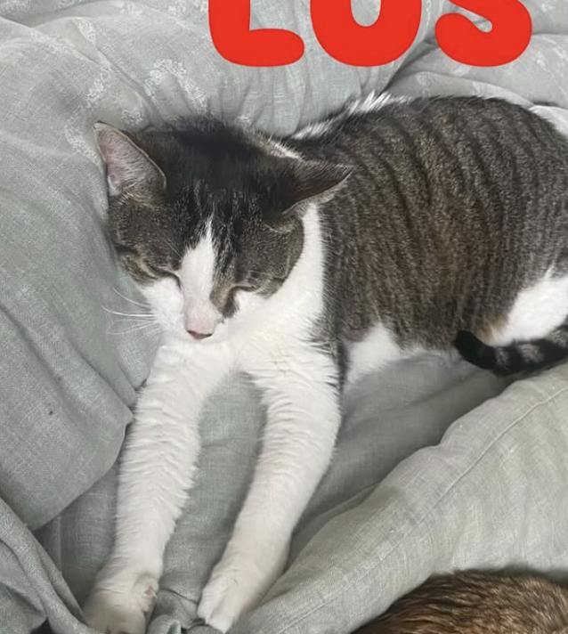 Cat lost bottom of Swarthmore Avenue in the palisades.