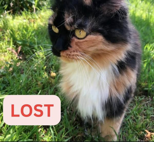 Cat lost 720 E Calaveras Street by El Molino