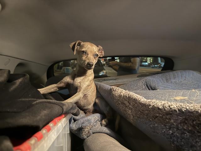 Dog found Pasadena