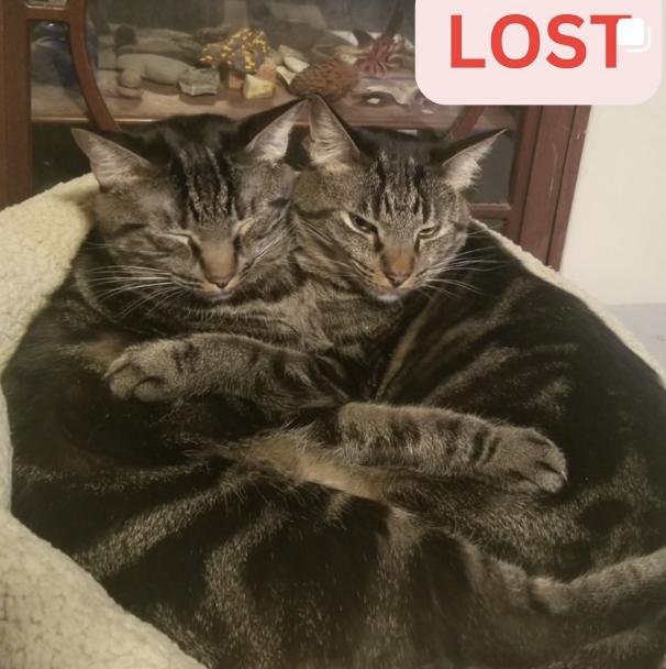 Cat lost Last Seen: 2162 Crawford Avenue