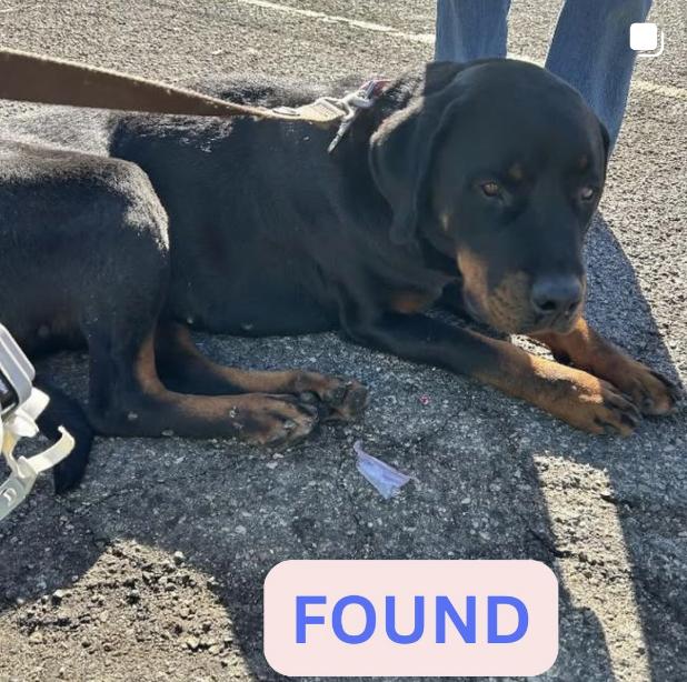 Dog found