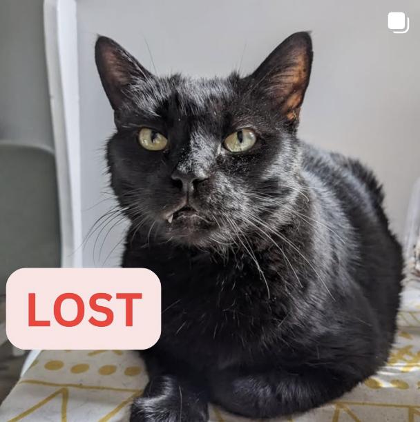 Cat lost 16526 Akron St, Pacific Palisades, CA 90272