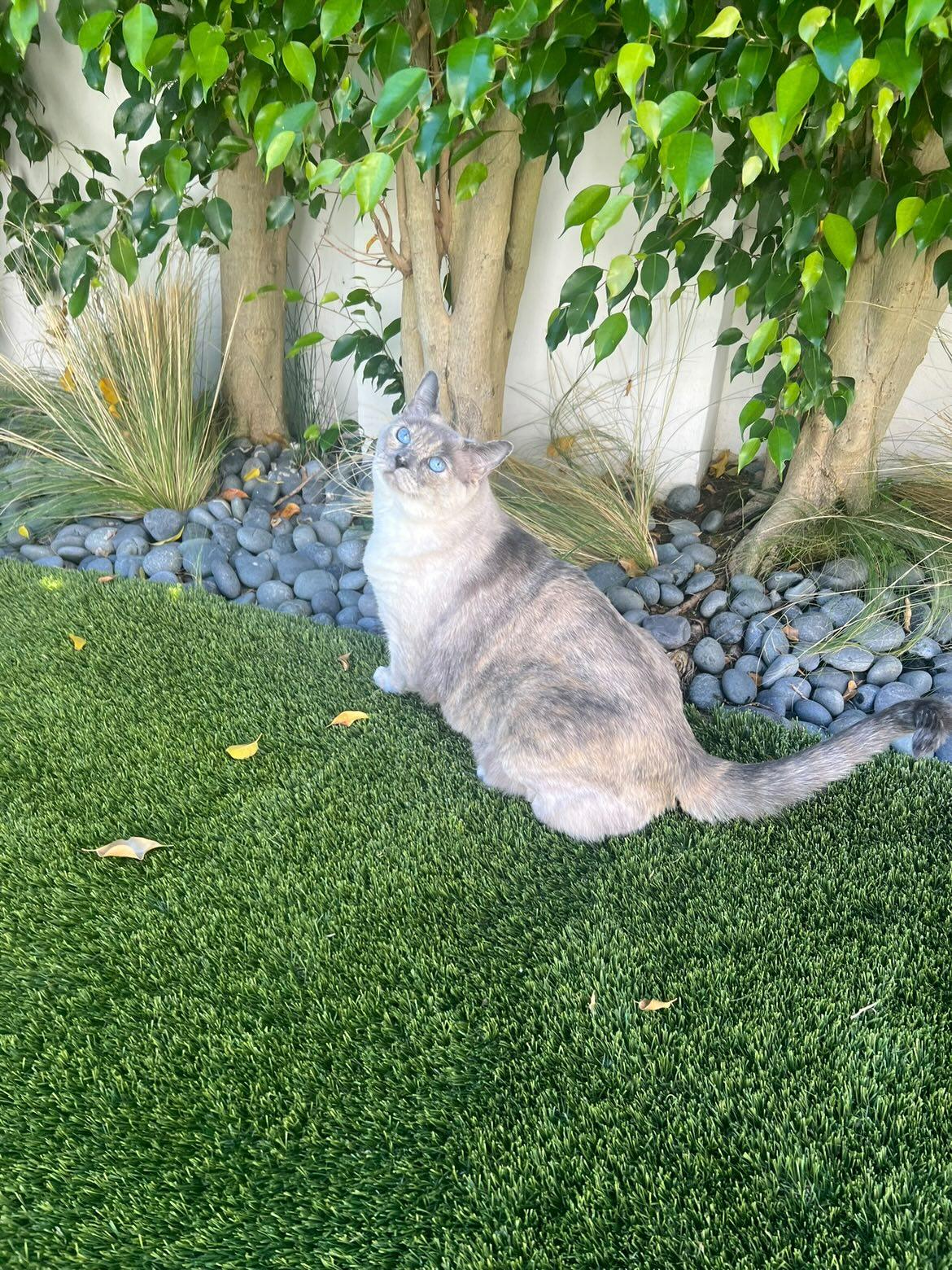 Cat lost pacific palisades